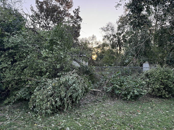 A fence that has been knocked over by a tree