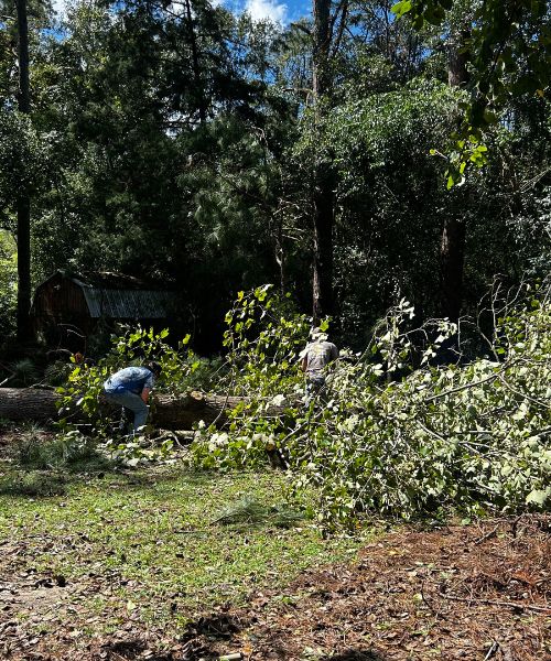 A man standing next to a fallen tree